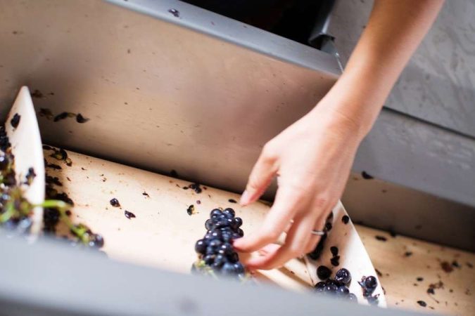 Un vigneron sélectionne manuellement des grappes de raisin Syrah et de raisin de table Crimson sur une table de tri vendange en acier inoxydable.