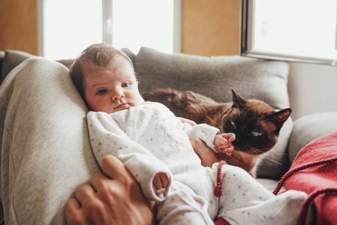 Un chat curieux observe doucement un nouveau-né blotti dans les bras de son parent.